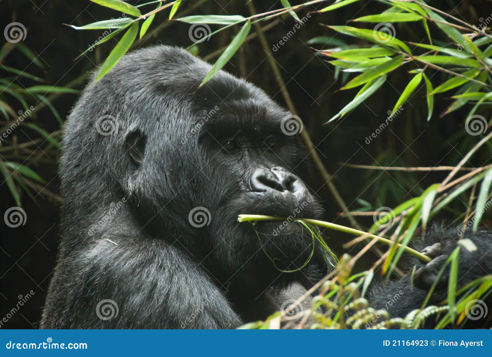 Gorilla eating stock image. Image of plants, virunga 21164923