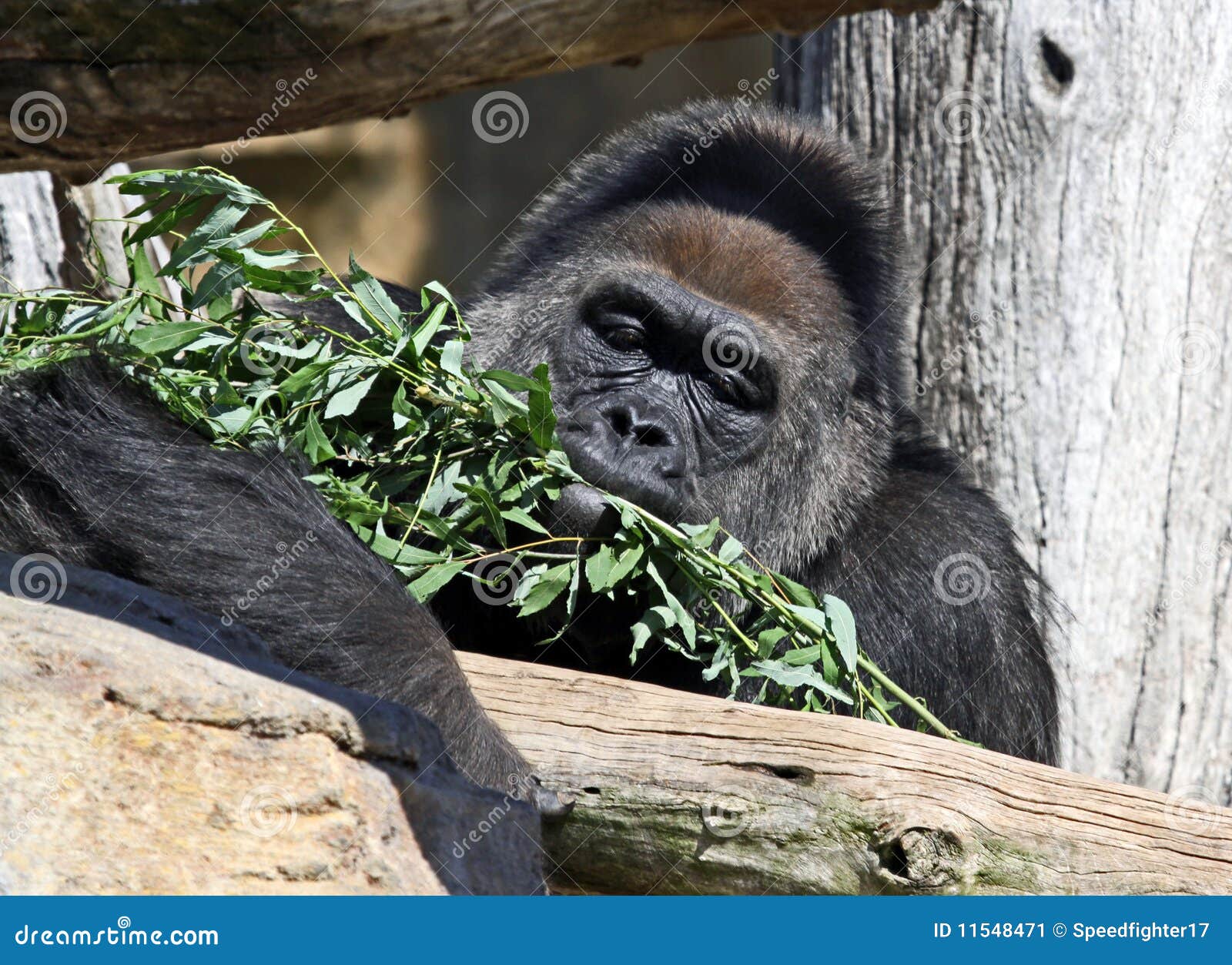 Gorilla eating food stock image. Image of eats, animal 11548471
