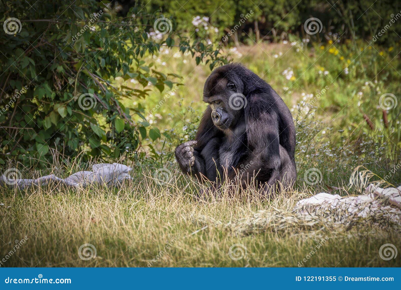 Gorilla is Eating Food stock image. Image of eyes, female 122191355