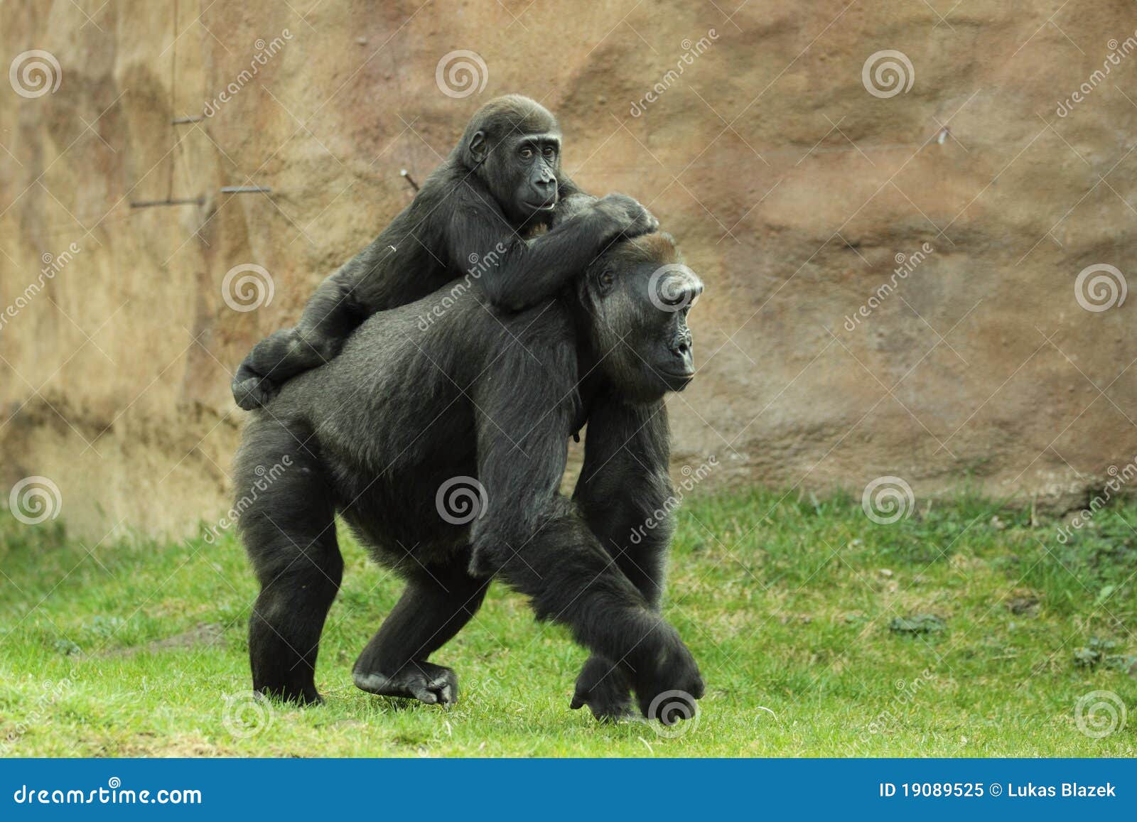 gorilla family