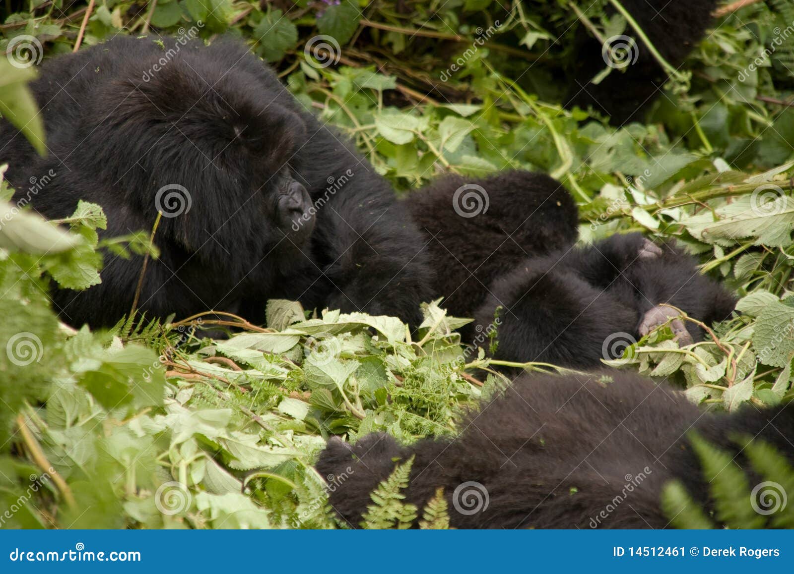 gorilla family in rwanda