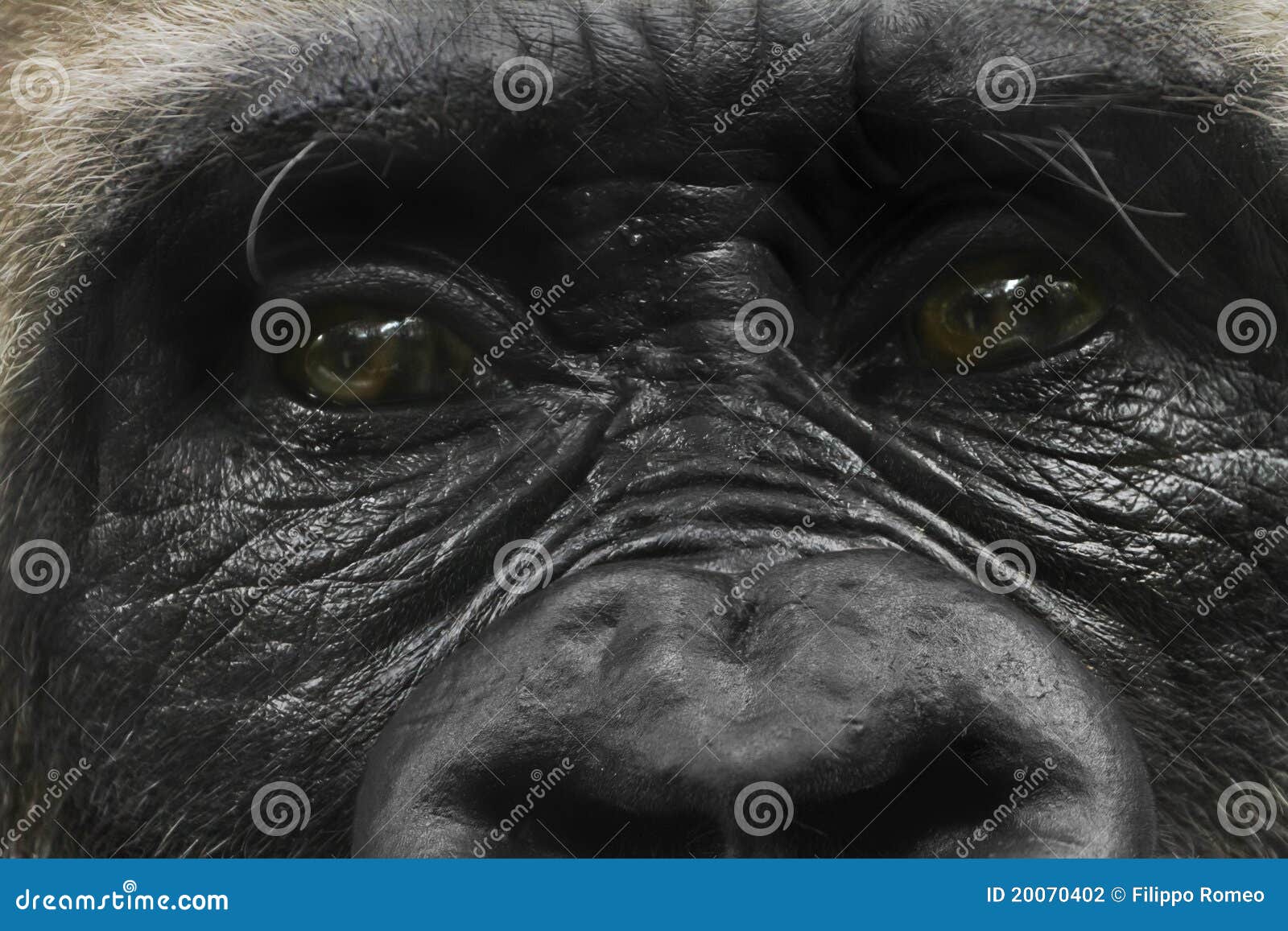 gorilla glance