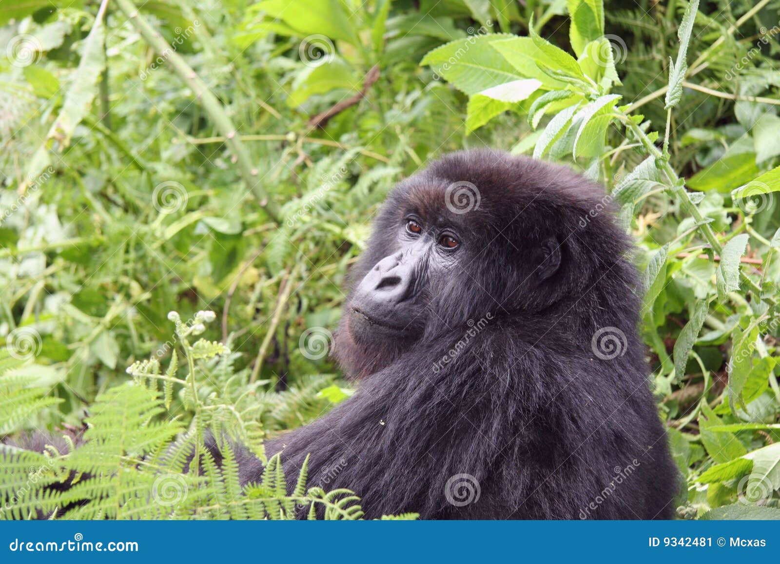 gorilla glance