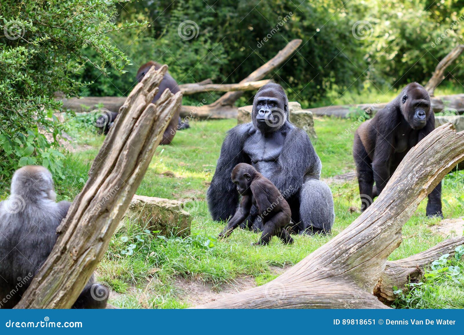 Gorilla group stock image. Image of baby, group, endangered 89818651