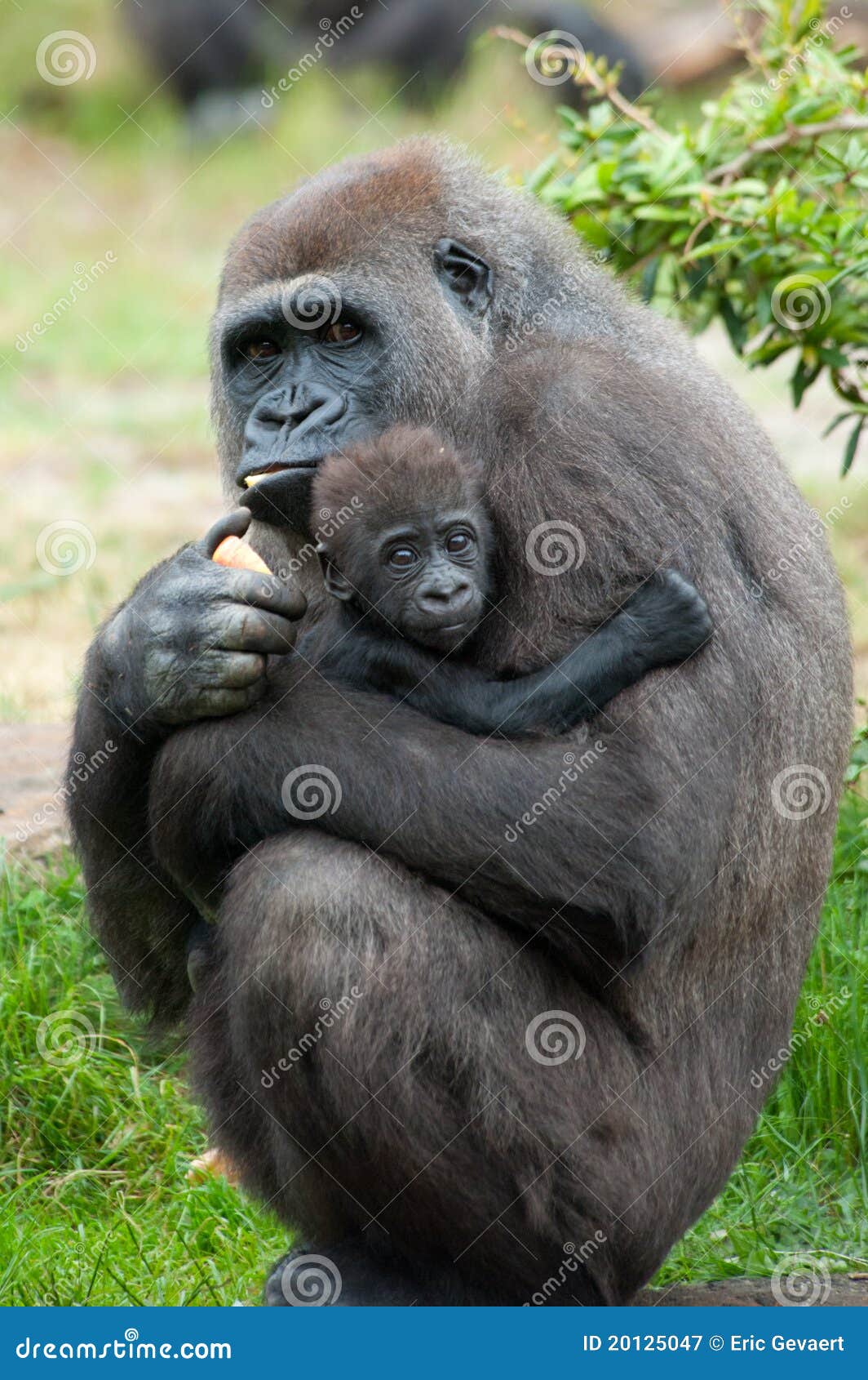 Gorilla and her baby stock image. Image of congo, african 20125047