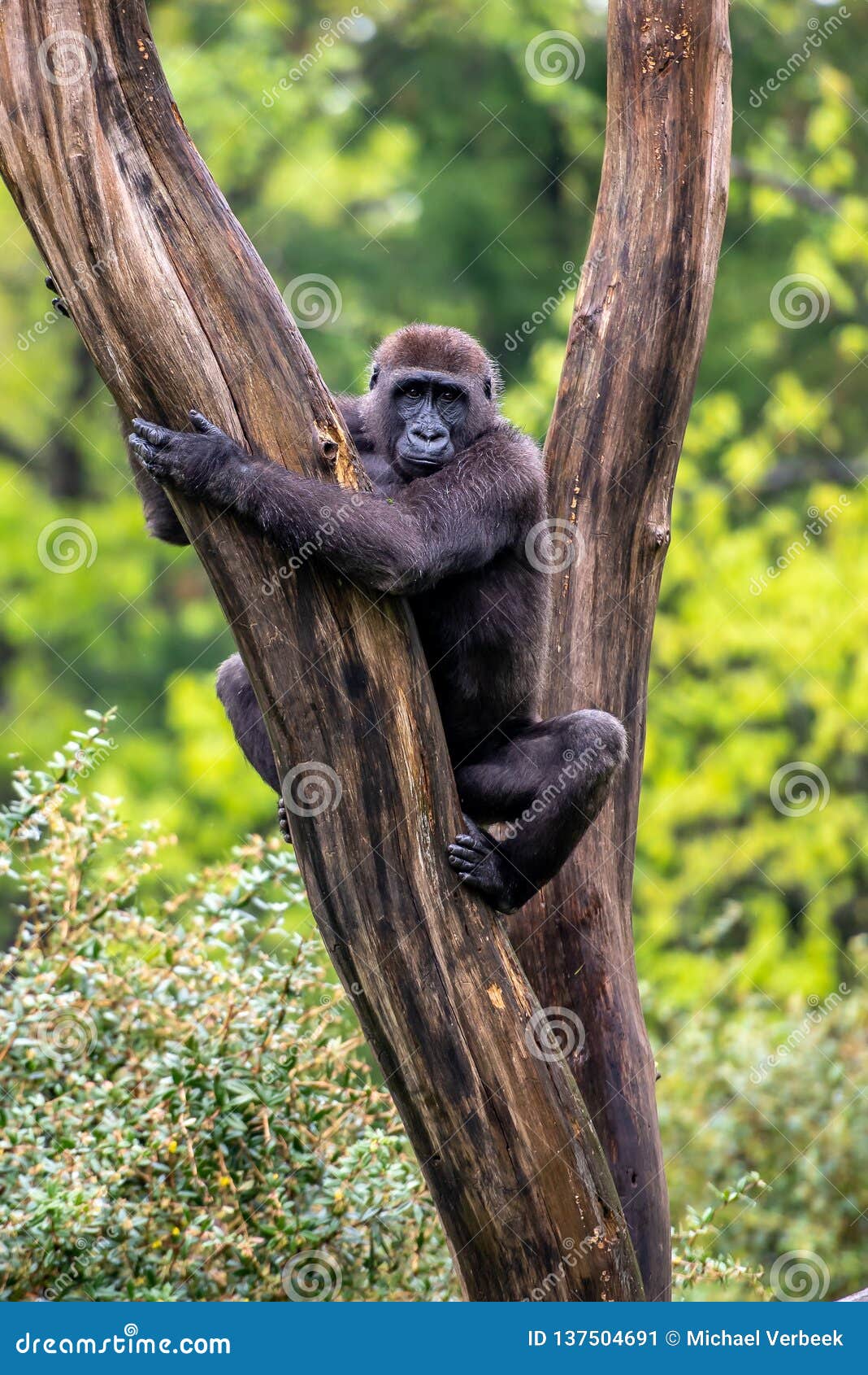 Gorilla lies in a tree stock image. Image of grass, intelligence
