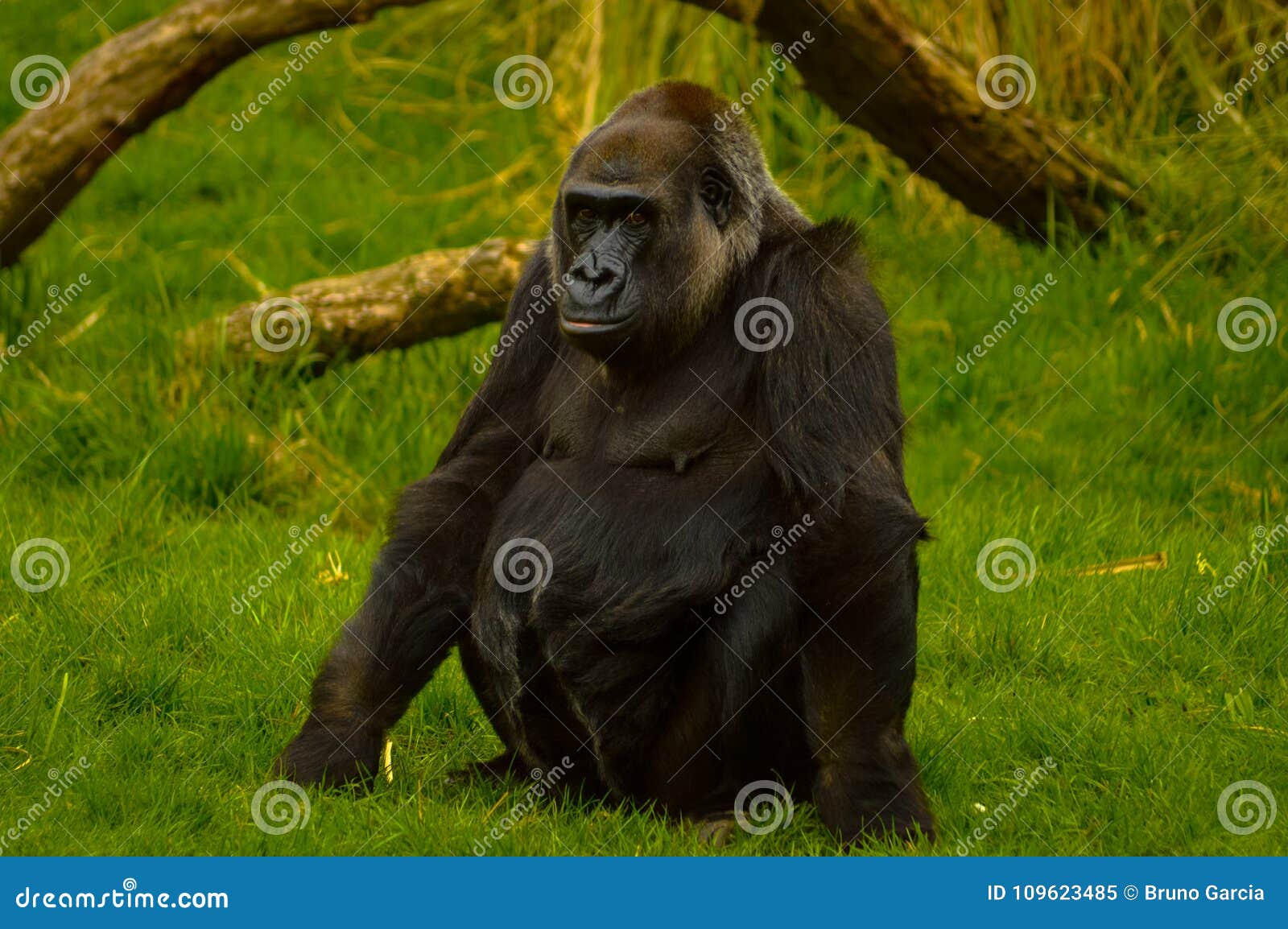 gorilla at london zoo