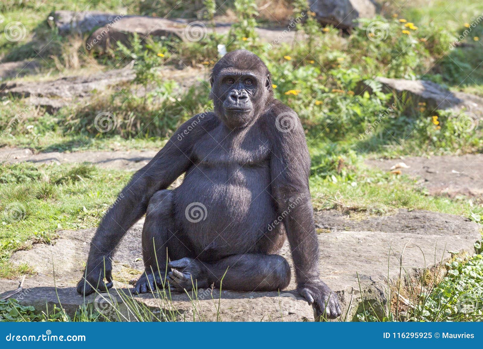 Dangerous gorilla stock image. Image of gorillas, mammal 116295925