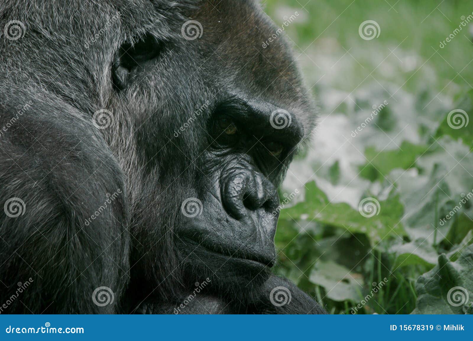 Gorilla male stock image. Image of animal, animals, mammals - 15678319