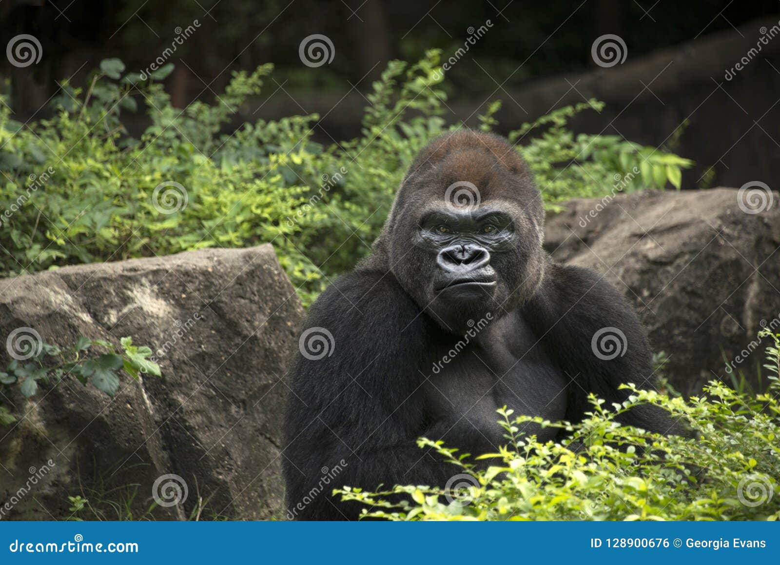 green gorilla green gorilla