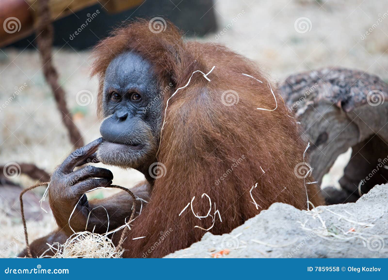  Gorilla monkey  stock photo Image of detail intelligence 