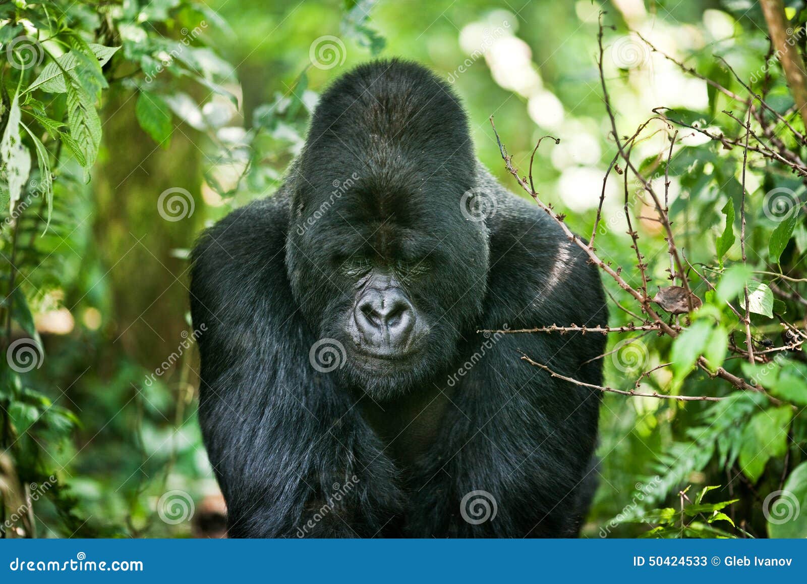 Gorilla stock image. Image of species, jungle, sitting 50424533