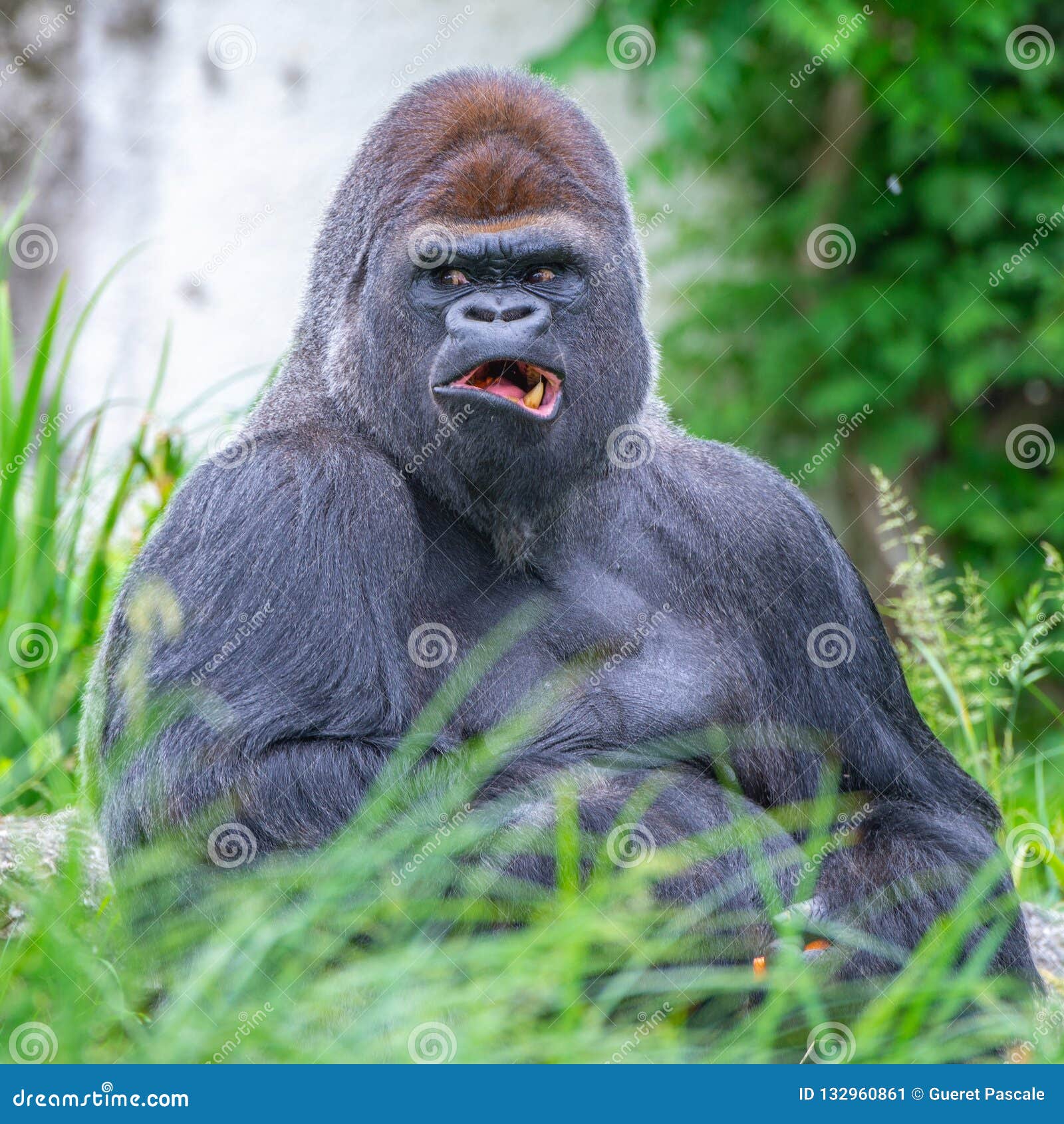  Gorilla monkey  stock image Image of dominant isolated 