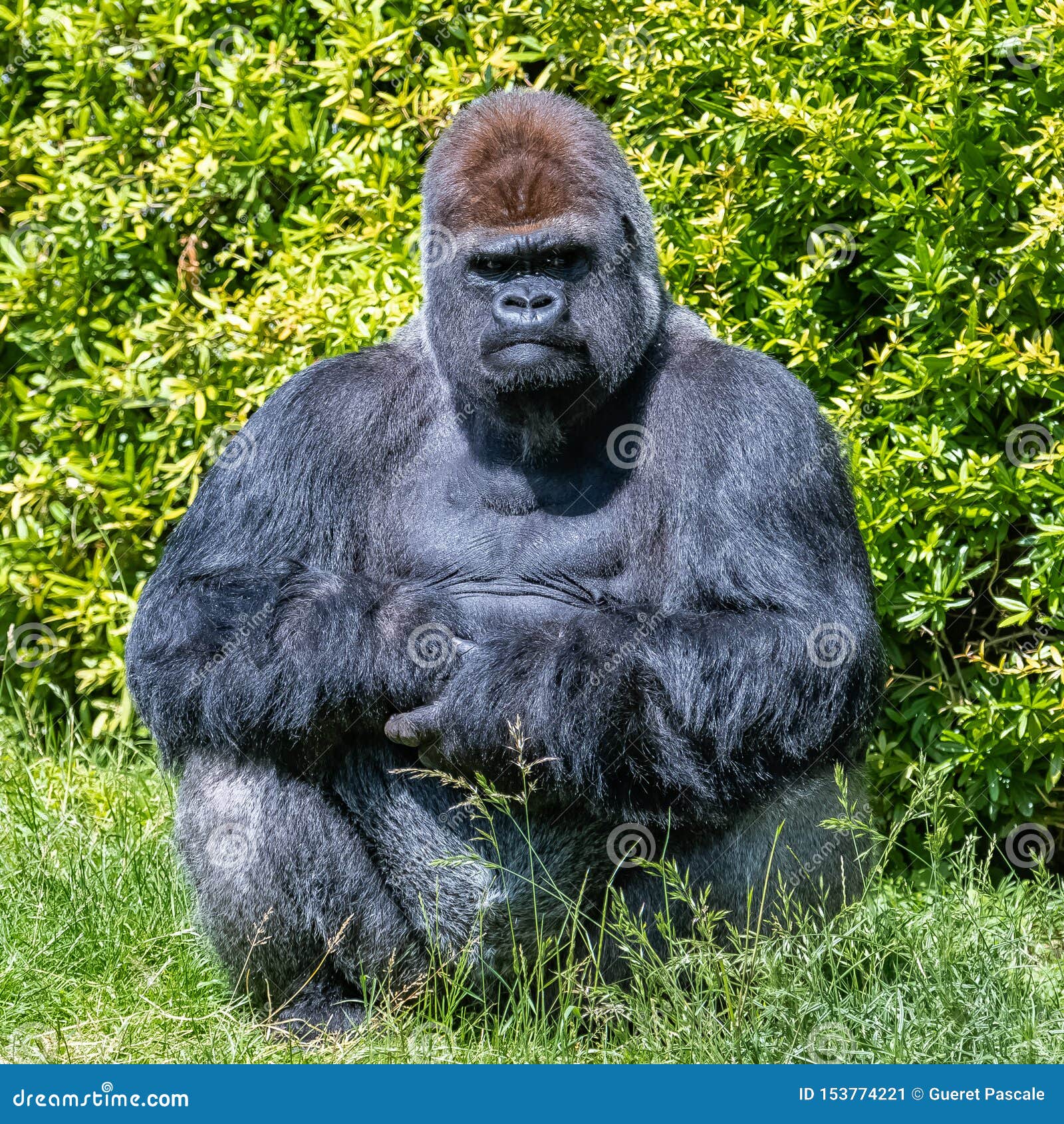  Gorilla monkey  stock image Image of endangered black 