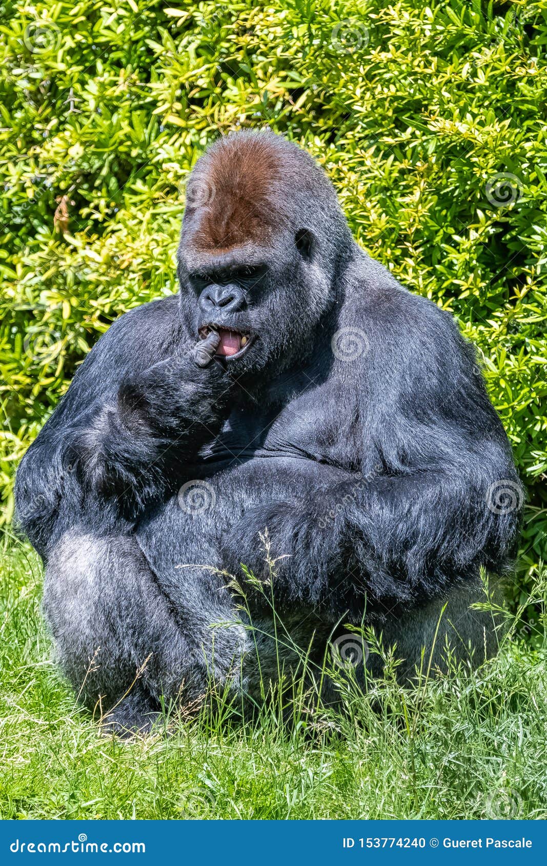  Gorilla monkey  stock photo Image of close black cute 