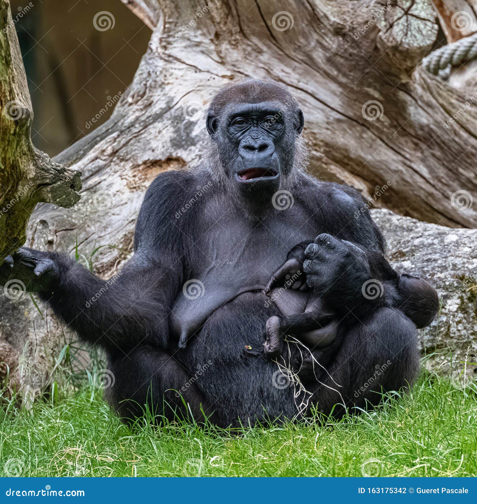  Gorilla monkey  female stock photo Image of female 