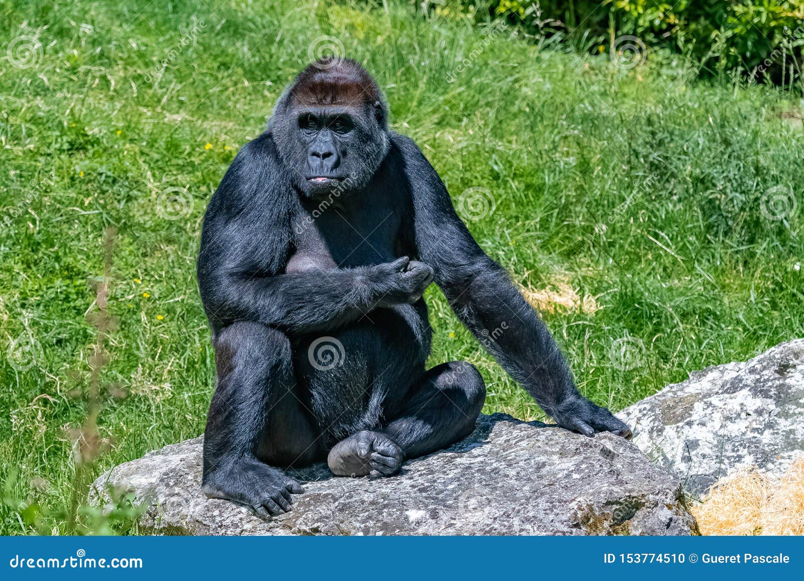  Gorilla monkey  stock photo Image of herbivore face 