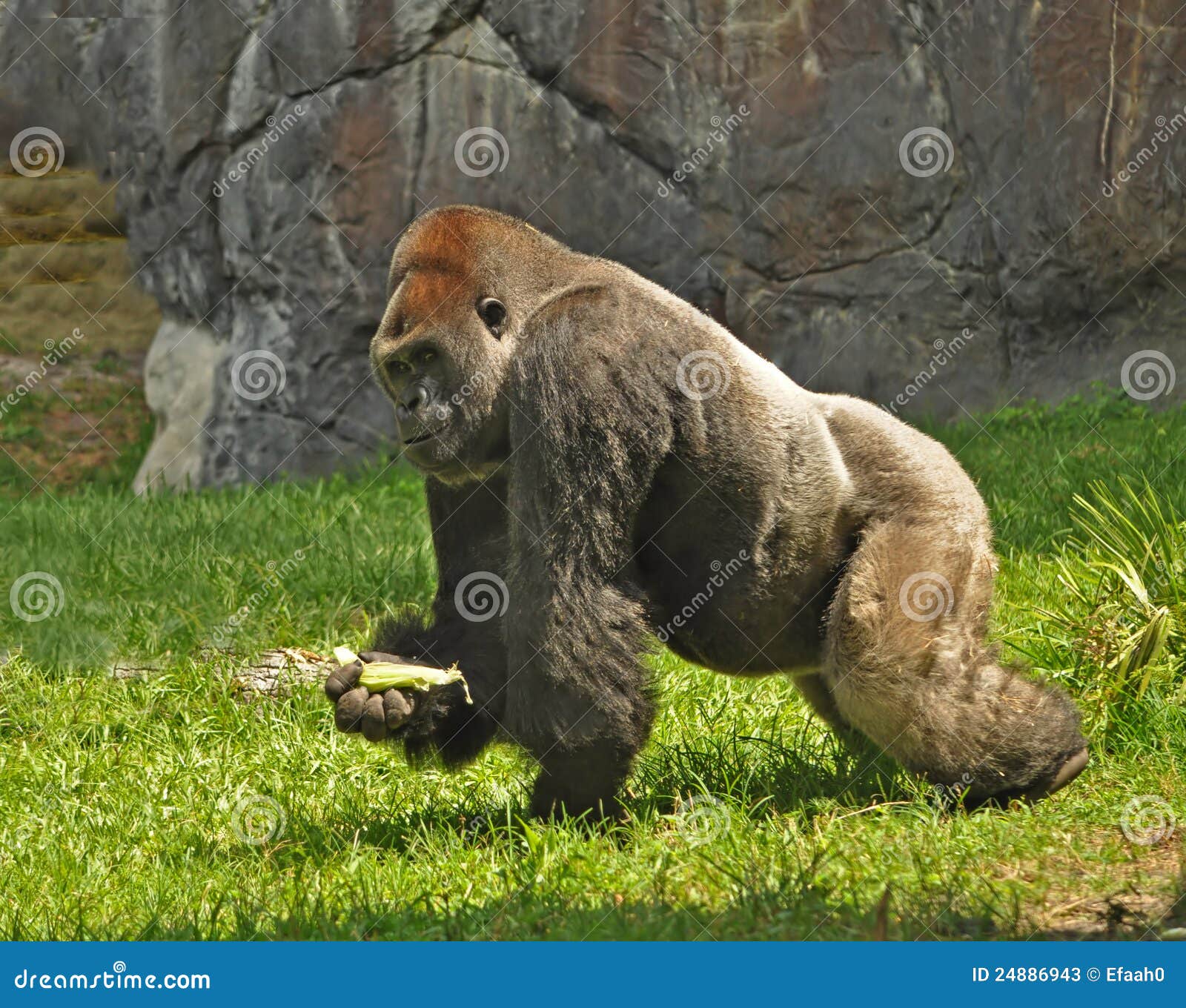 Gorilla on the Move, Tampa Florida Stock Image Image of vegetarian