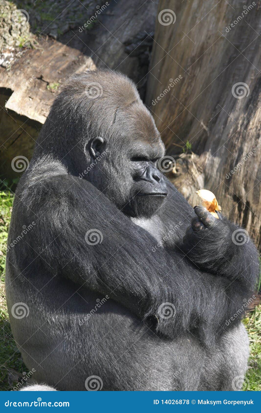 Gorilla with onion stock photo. Image of outdoor, onion 14026878