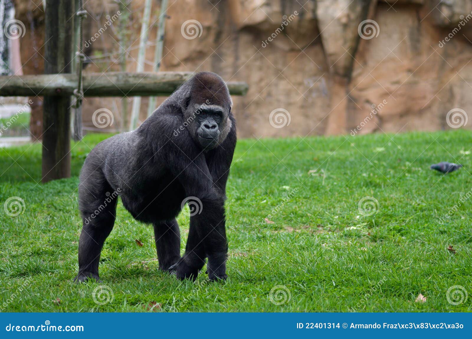 Gorilla Posing On Log Stock Photo 175753661 | Shutterstock