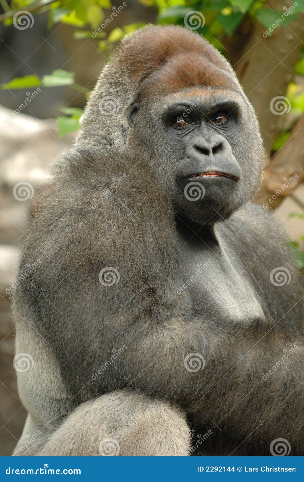 Gorilla Pose 3 ~ 3D Model ~ Download #89227624 | Pond5