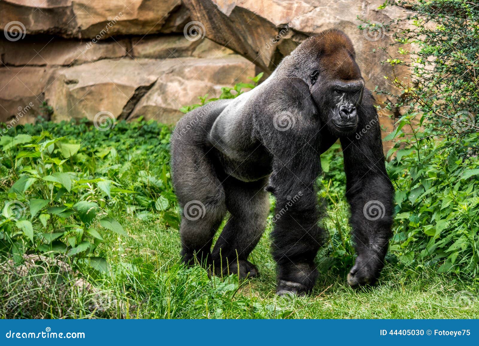 gorilla primate