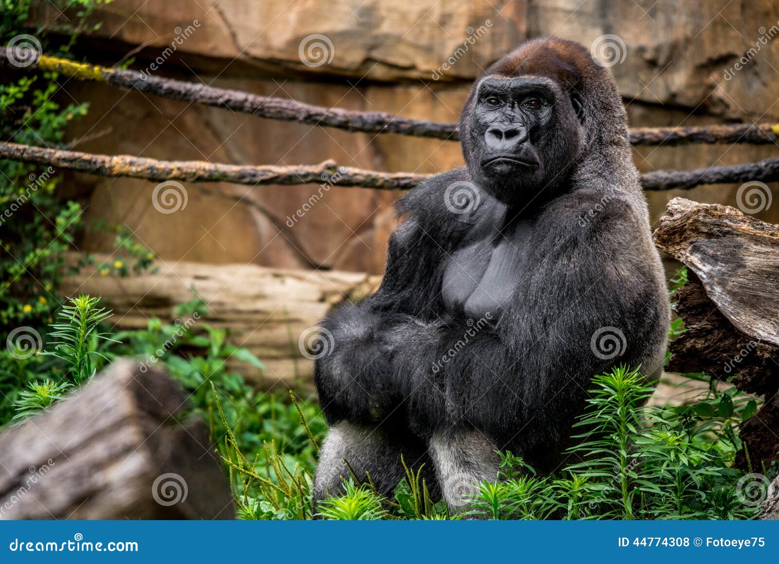 gorilla primate close-up in natural habitat