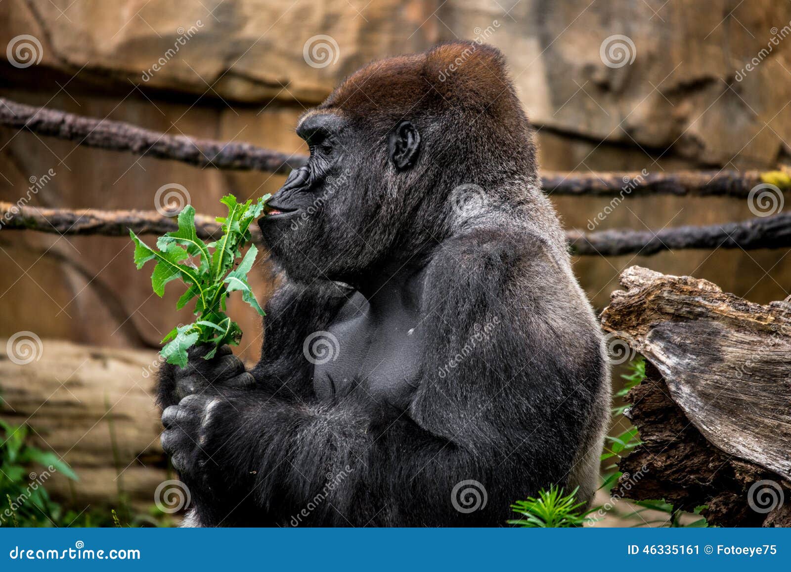 gorilla primate sniffing plant