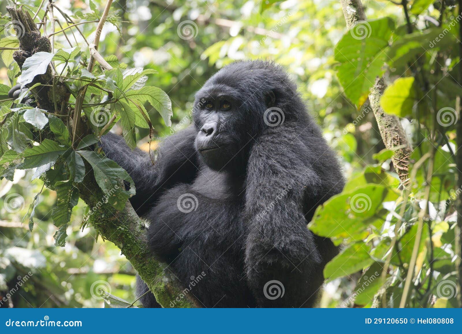 gorilla in jungle of uganda