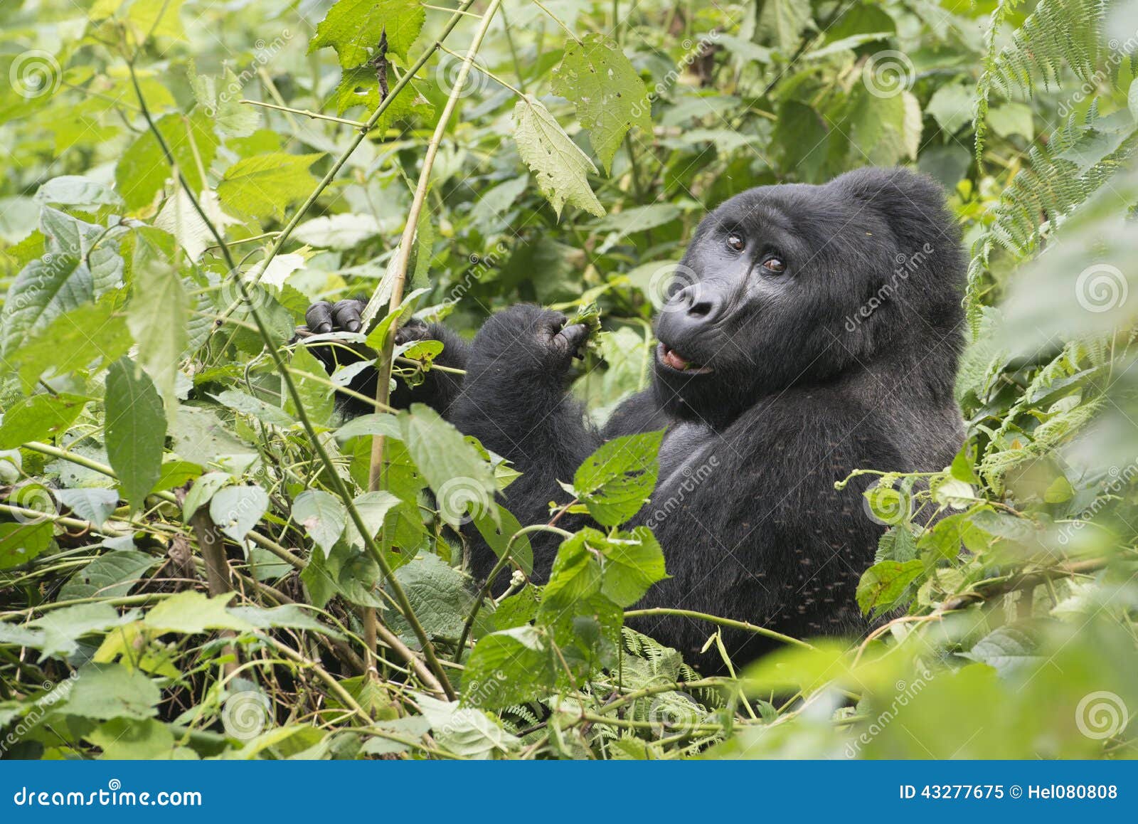 gorilla in the mountain rainforest of uganda