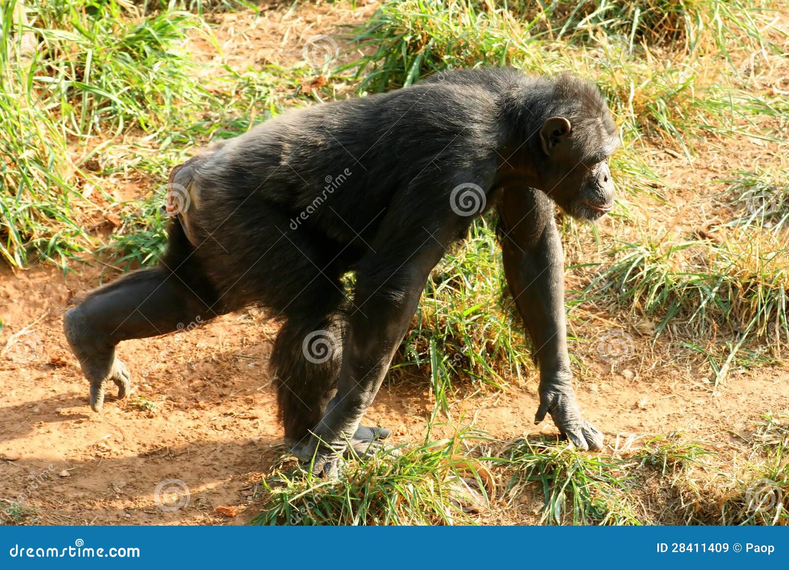 Gorilla running stock image. Image of black, grey, closeup 28411409