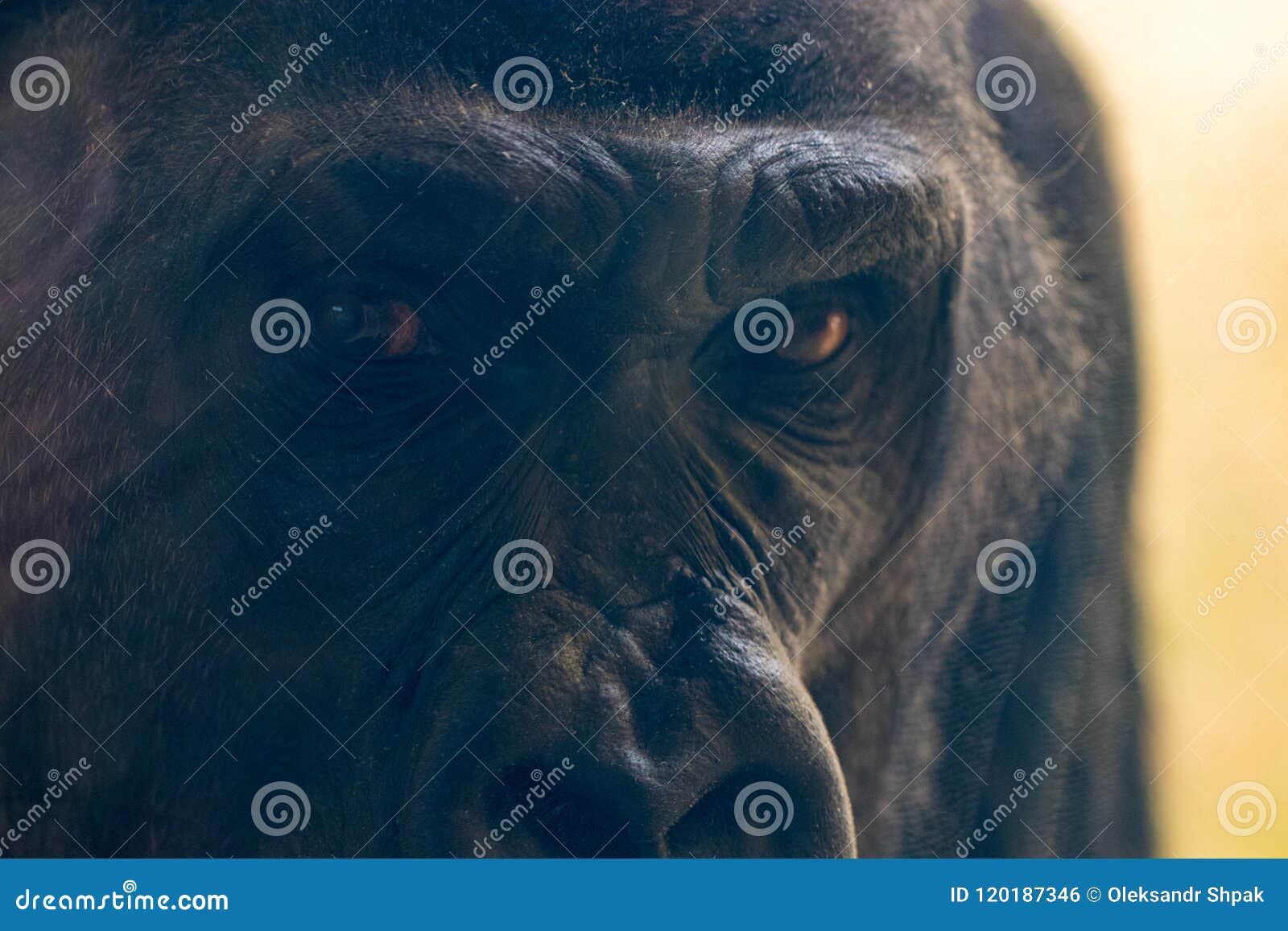 The Gorilla S Eyes Look at You Close Up Stock Photo Image of lowland, mammals 120187346