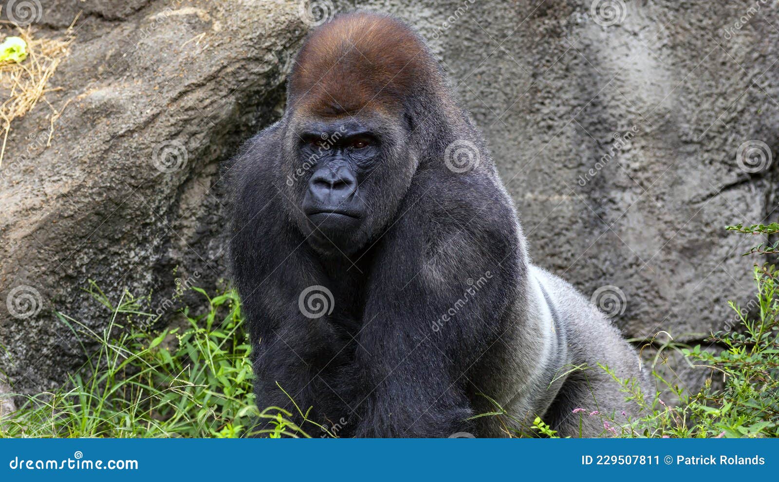 gorilla showing defiance glaring into camera