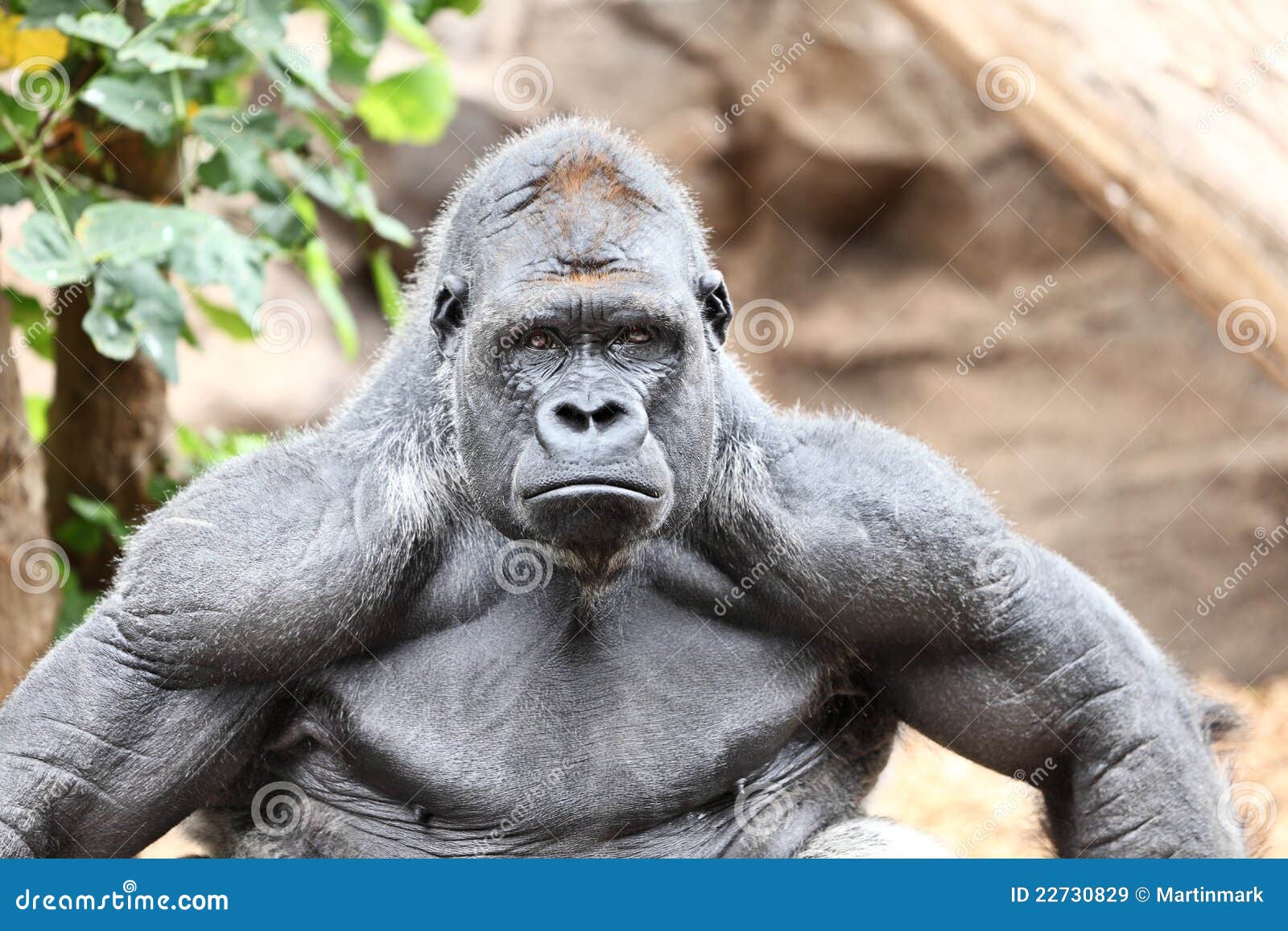 Gorilla - Silverback Gorilla Stock Image - Image: 22730829