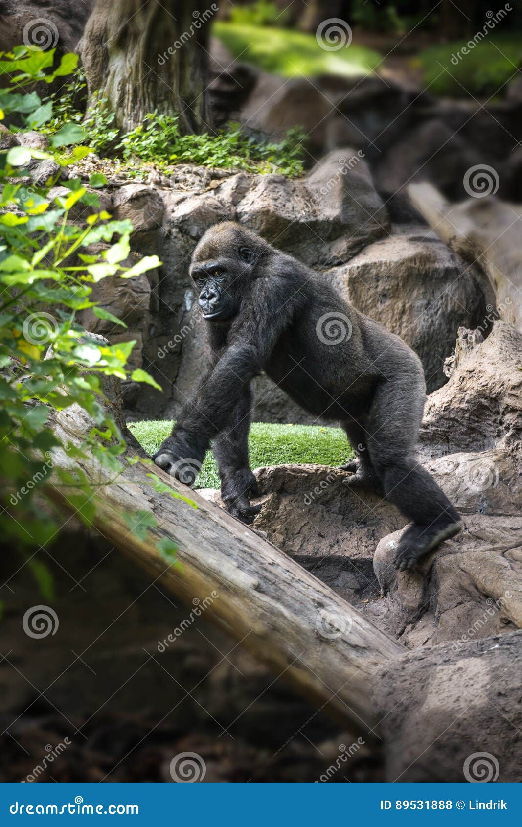 Gorilla sitting on a rock stock photo. Image of hair 89531888