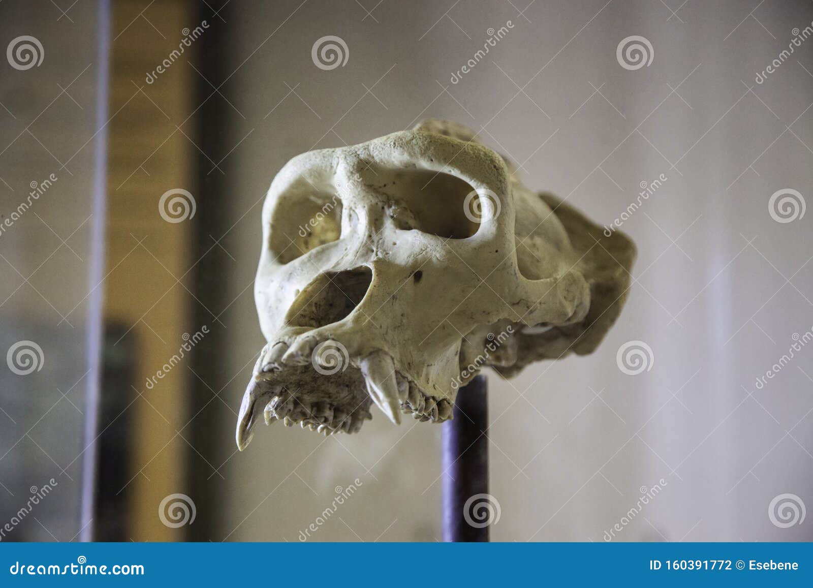 gorilla skull next to human gorilla skull next to human