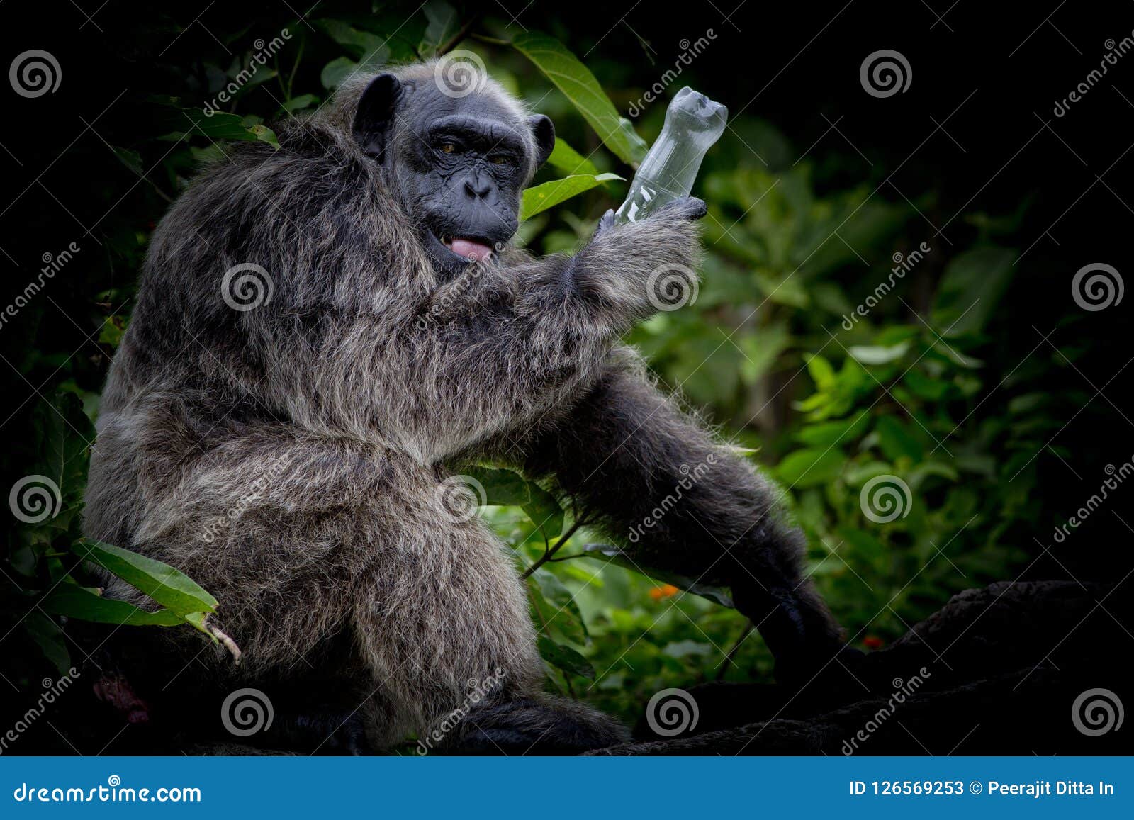Gorilla is Very Playful, Gorilla Hold Empty Bottle in His Hand. Stock