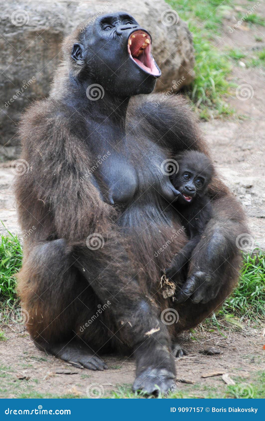 gorilla with a young offspring screaming