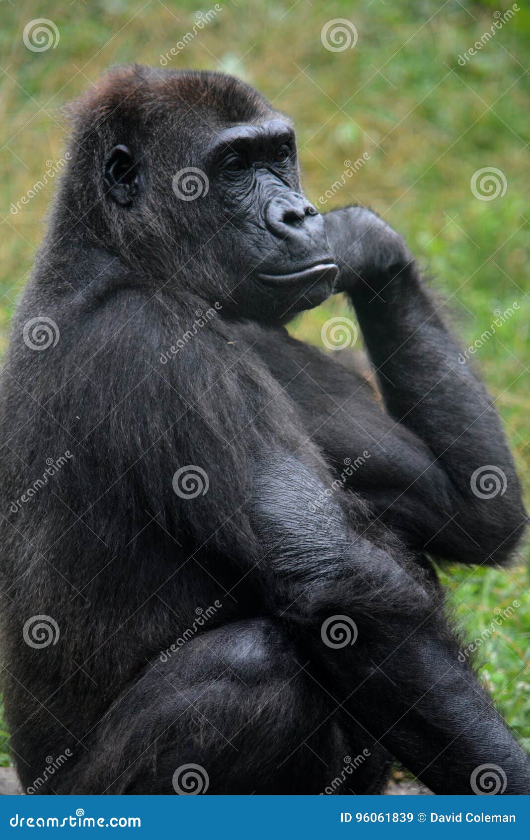 Illustration of a gorilla in a muscular pose - Stock Illustration  [63024173] - PIXTA
