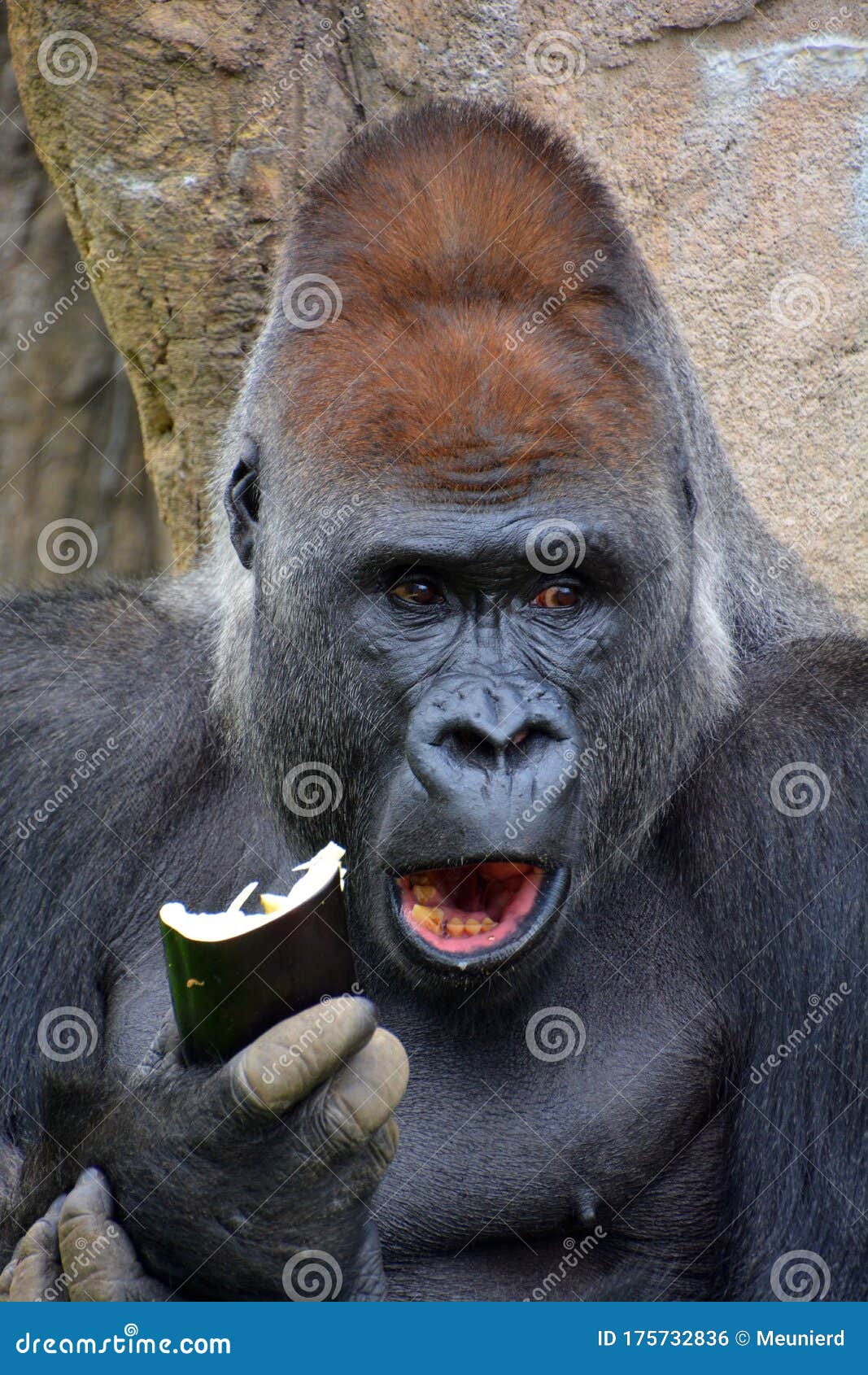 gorillas are ground-dwelling, predominantly herbivorous apes