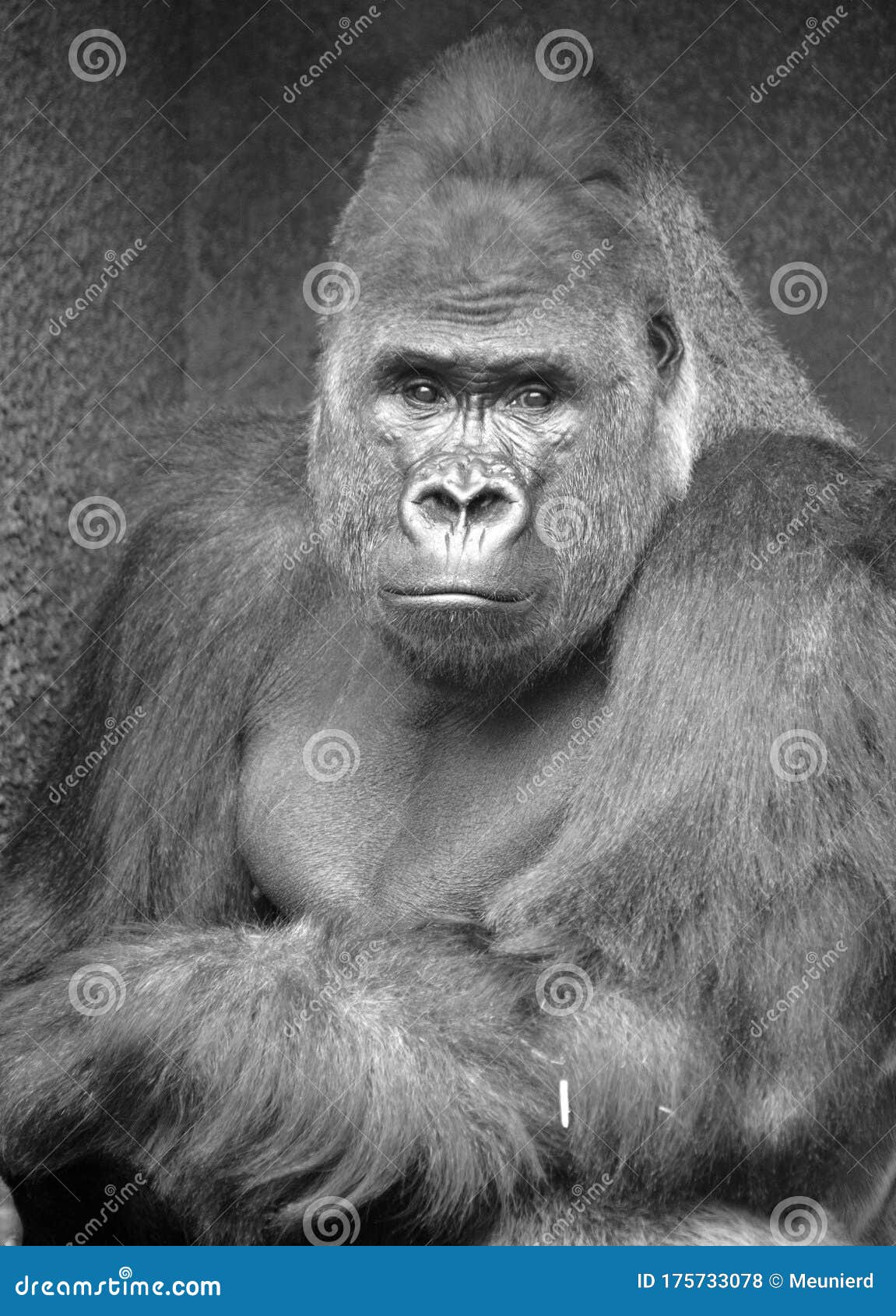 gorillas are ground-dwelling, predominantly herbivorous apes