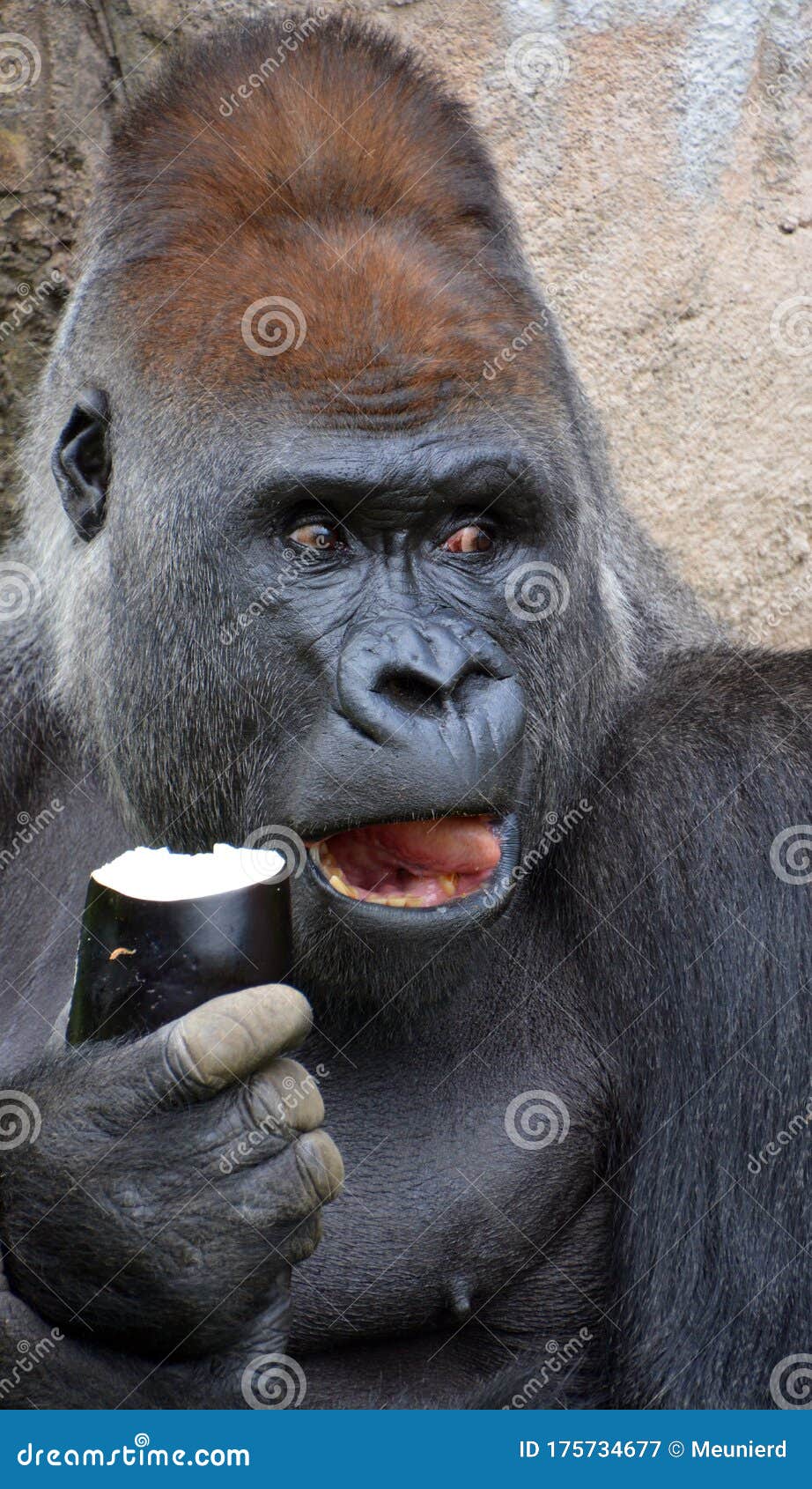 gorillas are ground-dwelling, predominantly herbivorous apes