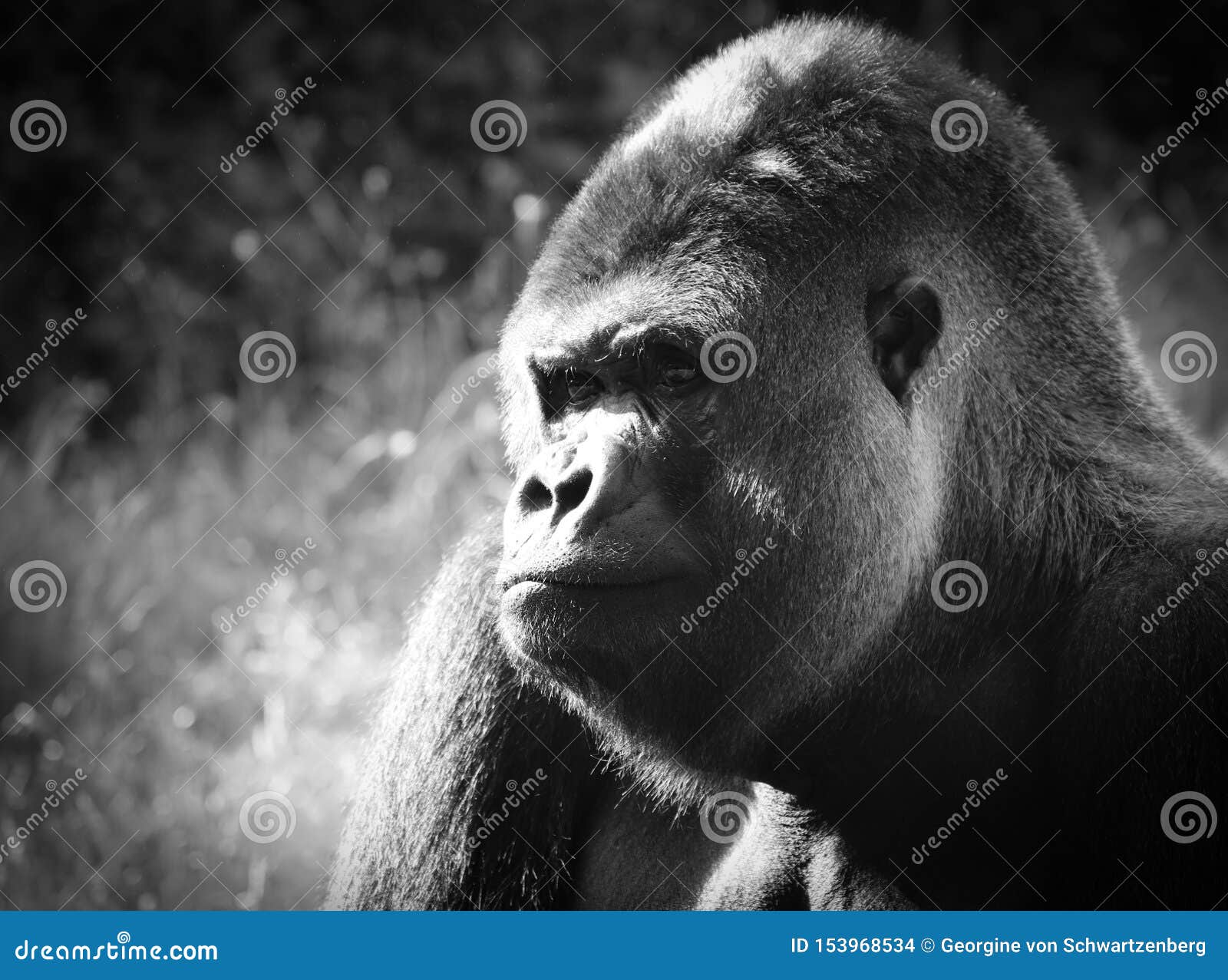 gorillas are ground-dwelling, predominantly herbivorous apes