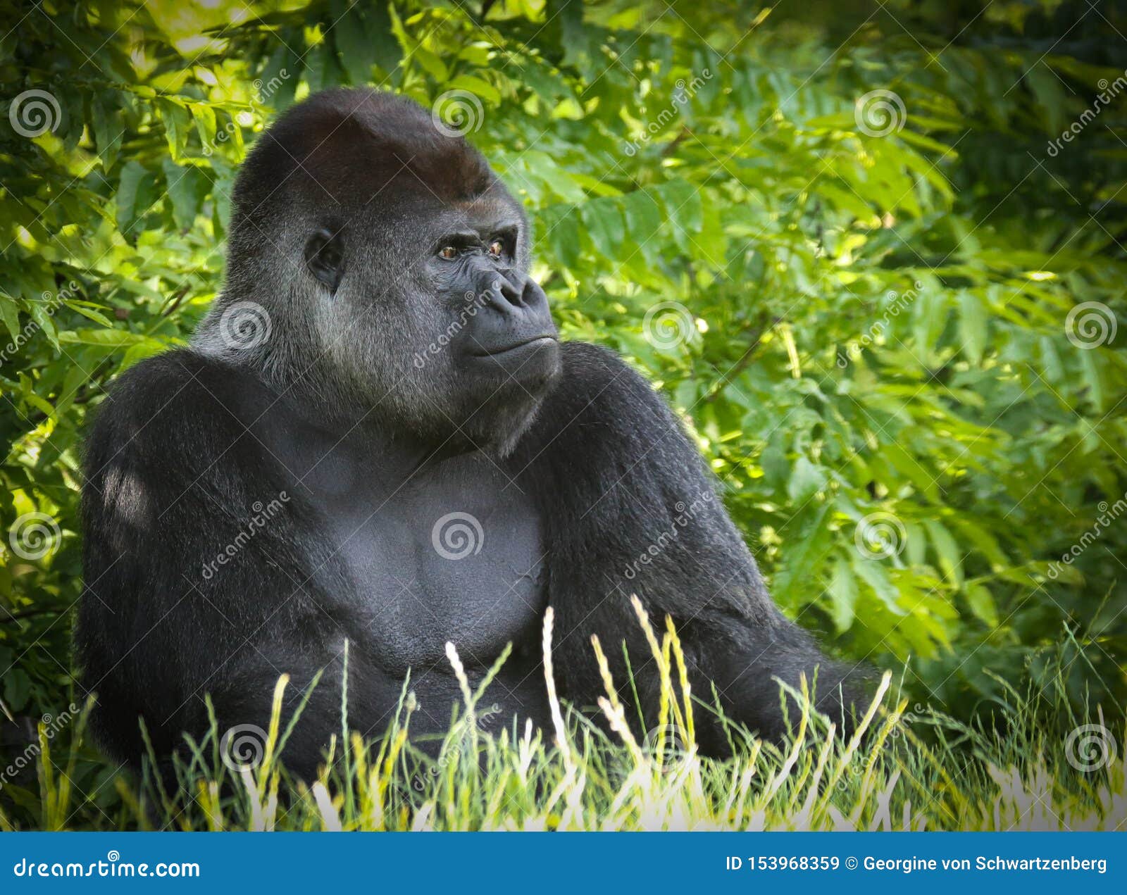 gorillas are ground-dwelling, predominantly herbivorous apes