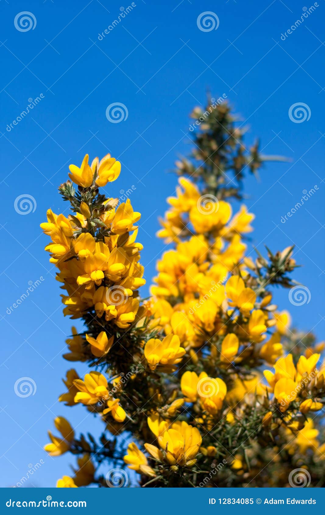 Gorse Bush Against a Blue Sky Stock Image Image of bush, landscape 12834085