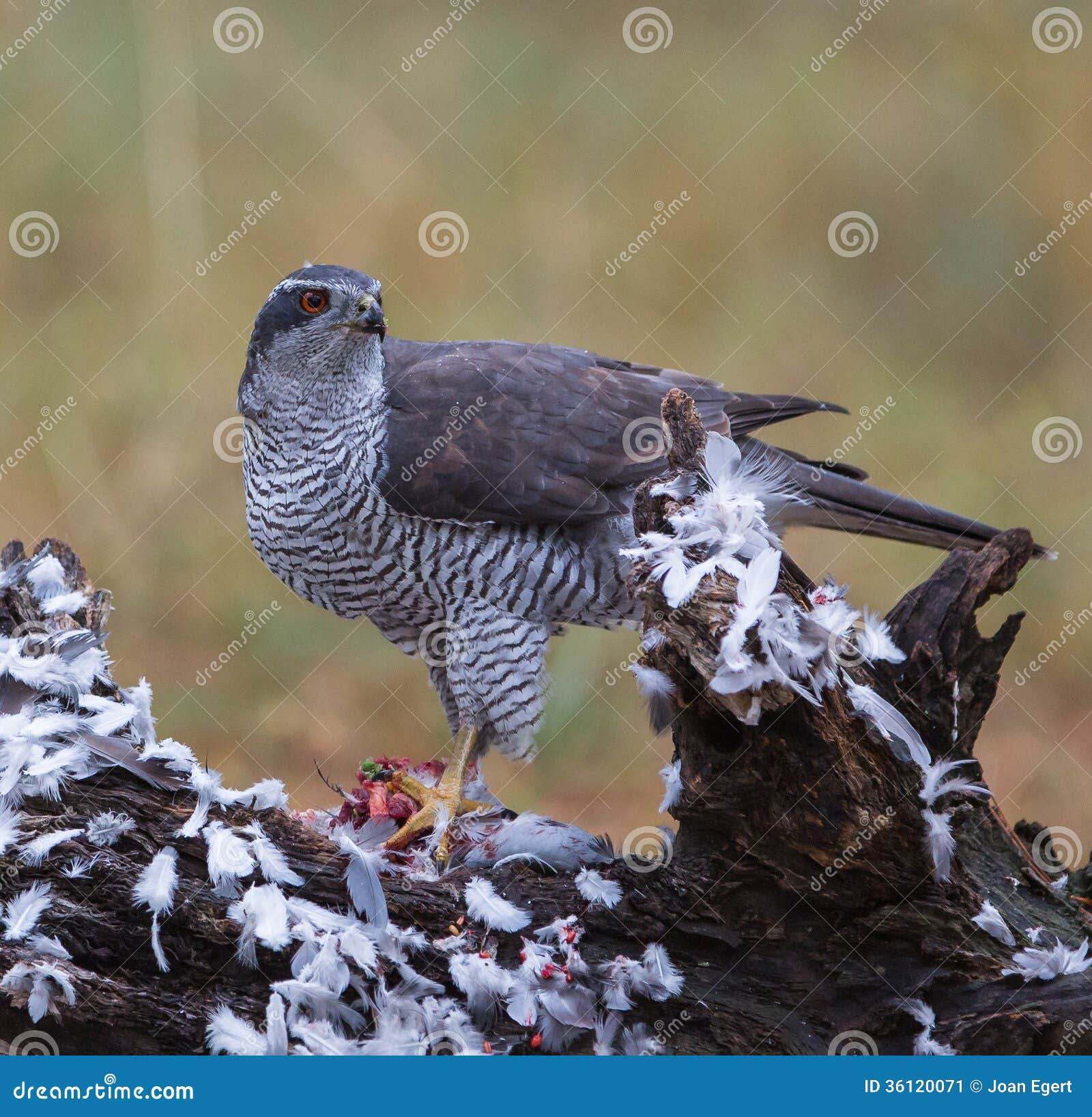 goshawk with killed dove