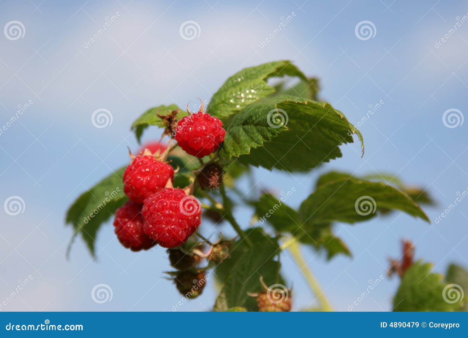 Goss Berry Farm stock image. Image of berry, raspberry 4890479