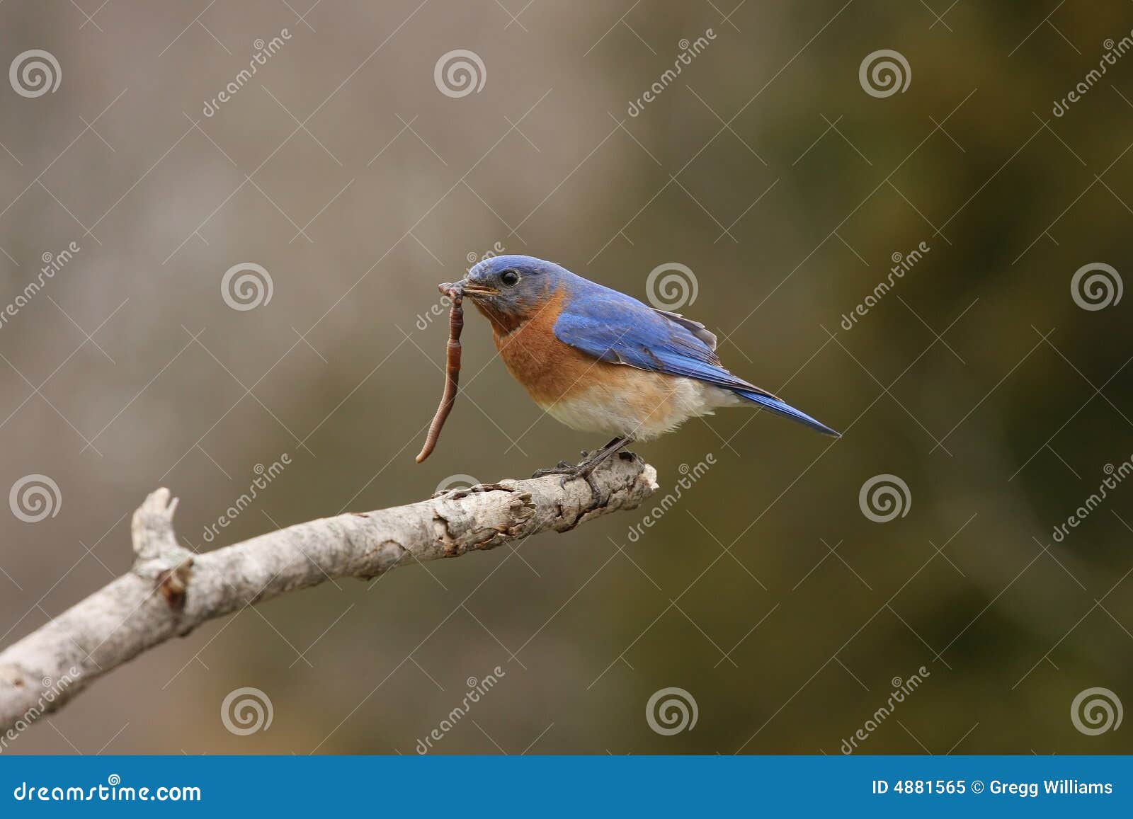 Got Lunch? stock image. Image of songbird, sialia, birdwatching - 4881565