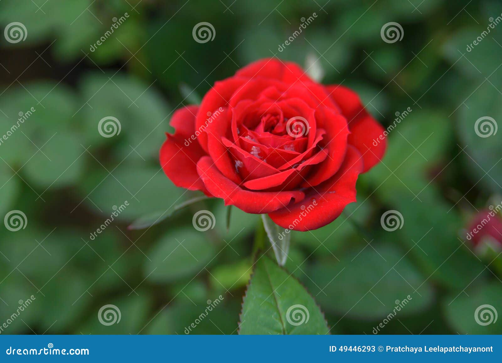 Gota da água em rosas vermelhas. Molhe a gota em rosas vermelhas, fundo do dia de Valentim