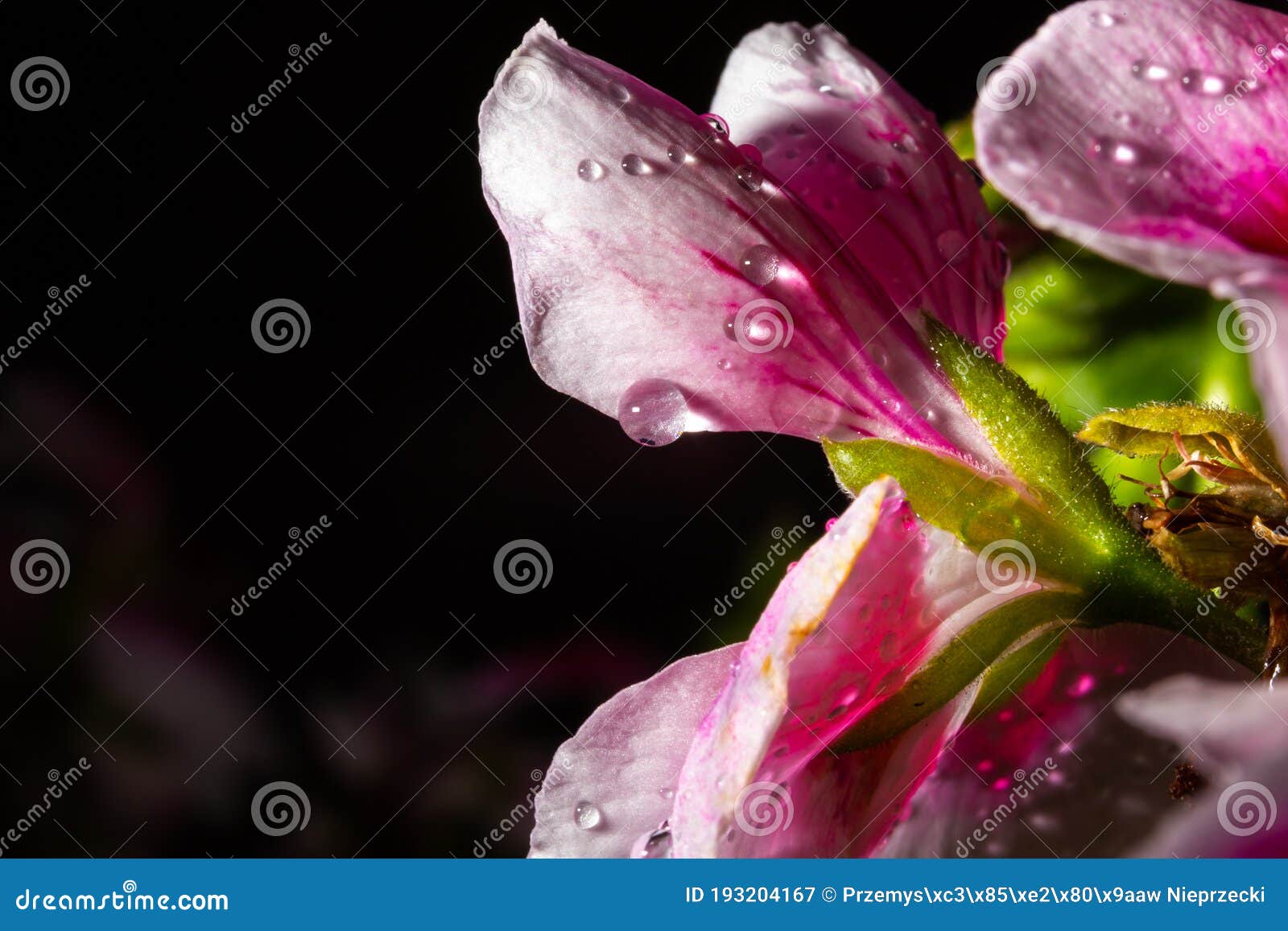 Gotas De Agua En Flores De Jardín Flor Imagen de archivo - Imagen de gotas, cubo: 193204167 Gotas De Agua En Flores De Jardín Flor Imagen de archivo - Imagen de gotas, cubo: 193204167